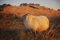 Sheep at Sunset Royalty Free Stock Photo