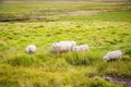 Icelandic Sheep Grazing in green pastures grass near road and highway of Ringroad Circuit Iceland