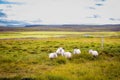 Icelandic Sheep Grazing in green pastures grass near road and highway of Ringroad Circuit Iceland