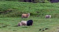 Icelandic sheep grazing Royalty Free Stock Photo