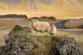 Icelandic Sheep - Iceland