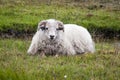 Icelandic sheep