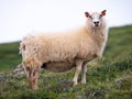 Icelandic sheep looking to the camera on the green grass Royalty Free Stock Photo