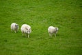 Icelandic sheep: mother and two young lambs walking on green hillside Royalty Free Stock Photo