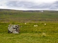 Icelandic sheep razing.