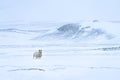 Icelandic Sheep in Snow