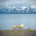 Icelandic sheep Royalty Free Stock Photo