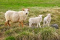 Icelandic Sheep and two Lambs Royalty Free Stock Photo