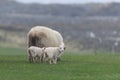 Icelandic sheep ÃÂ­slenska sauÃÂ°kindin