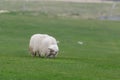 Icelandic sheep ÃÂ­slenska sauÃÂ°kindin
