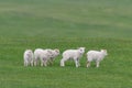 Icelandic sheep ÃÂ­slenska sauÃÂ°kindin