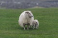 Icelandic sheep ÃÂ­slenska sauÃÂ°kindin