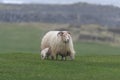 Icelandic sheep ÃÂ­slenska sauÃÂ°kindin