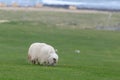 Icelandic sheep ÃÂ­slenska sauÃÂ°kindin