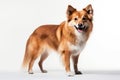 Icelandic Sheepdog Dog Stands On A White Background