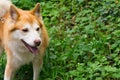 Icelandic Sheepdog Typical Home Pet Walking Around Daytime Stroll Park Happy Tongue Cute Pretty Animal Royalty Free Stock Photo