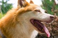 Icelandic Sheepdog Typical Home Pet Walking Around Daytime Stroll Park Happy Tongue Cute Pretty Animal Royalty Free Stock Photo