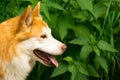 Icelandic Sheepdog Typical Home Pet Walking Around Daytime Stroll Park Happy Tongue Cute Pretty Animal