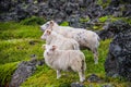 Icelandic sheeps and beautiful Icelandic Landscape, Iceland