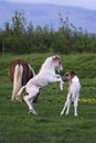 An Icelandic spotted foal plays with otjher foal in the fields in Iceland.
