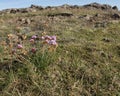 Icelandic Thrift, Armeria maritima.