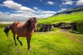 The Icelandic Tundra in July