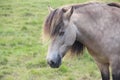 Icelandic white horse portrait