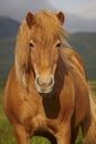 Icelandic wild horse closeup Royalty Free Stock Photo