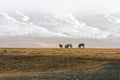 Icelandic wild horses in the harsh climate of Iceland. Snow covered mountains in the background with foggy weather.