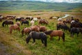 Icelandic wild horses in a peaceful meadow, top view Royalty Free Stock Photo