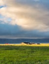 Icelandic wooden house glowing with sunlight on meadow and bird flying around in sunset on summer at Arnarstapi fishing village,