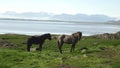 Icelanding horses in Iceland 4K footage.