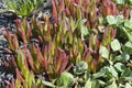 Iceplant (Carpobrotus chilensis)