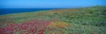 Iceplant and coreopsis on Anacapa Island Royalty Free Stock Photo