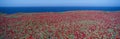 Iceplant and coreopsis on Anacapa Island Royalty Free Stock Photo