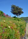 Iceplant in Flower at Waikawa Bay, Picton New Zealand