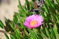Iceplant Pink Flower on a beach slope