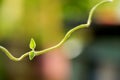 Icevine, pareira brava,cissampelos pareira green leaves on nature background Royalty Free Stock Photo