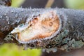 Icy Apple Branch Abstract 05 Royalty Free Stock Photo