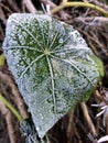 icey dew on a frozen plant in the winter in amsterdam Royalty Free Stock Photo