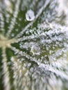 icey dew on a frozen plant in the winter in amsterdam Royalty Free Stock Photo