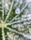 icey dew on a frozen plant in the winter in amsterdam Royalty Free Stock Photo