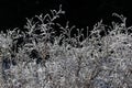 Icey frosted branches