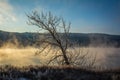 Icey Tree At Foggy River