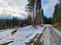 Icey way or road in the woods