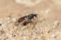 Ichneumon fly