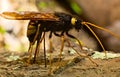 Ichneumon fly drilling bark Royalty Free Stock Photo