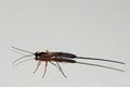 Ichneumon fly Royalty Free Stock Photo