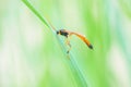 Ichneumon fly Royalty Free Stock Photo