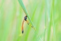 Ichneumon fly Royalty Free Stock Photo